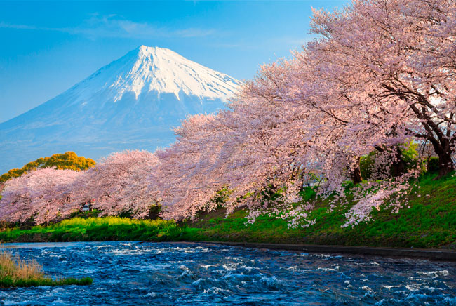 Fotomural paisaje monte fuji árboles flor de cerezo