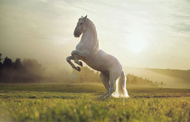 Fotomural vinilo caballo blanco