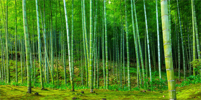 Papel pintado o fotomural bosque bambú zen