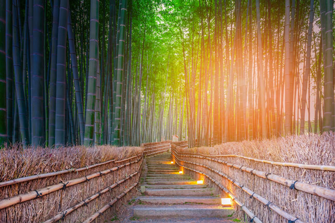 Papel pintado camino bosque bambú atardecer