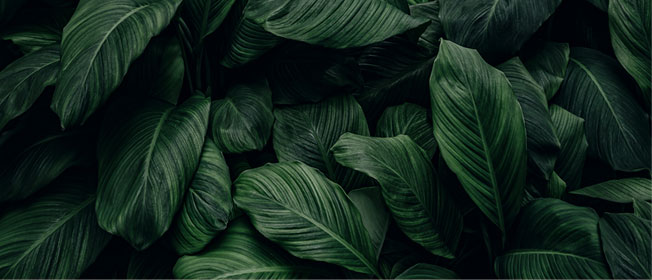 Papel pintado o fotomural hojas en tonos verdes