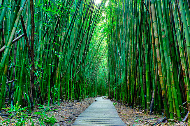 Papel pintado o fotomural paisaje camino bosque bambú