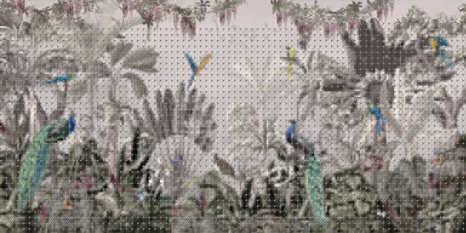 Papel pintado o fotomural paisaje plantas y aves tropicales
