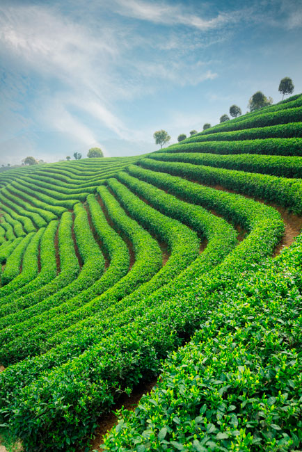 Vinilos y pegatinas puertas plantación de té