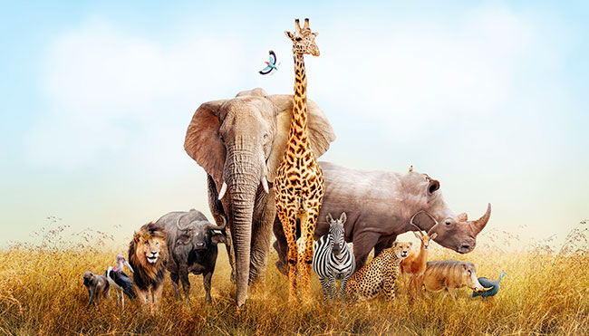 Fotomural o papel pintado animales sabana