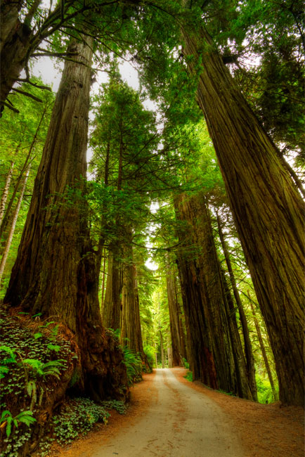 Vinilos camino de sequoias para puertas