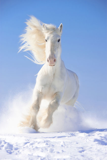Vinilos puertas caballo blanco nieve
