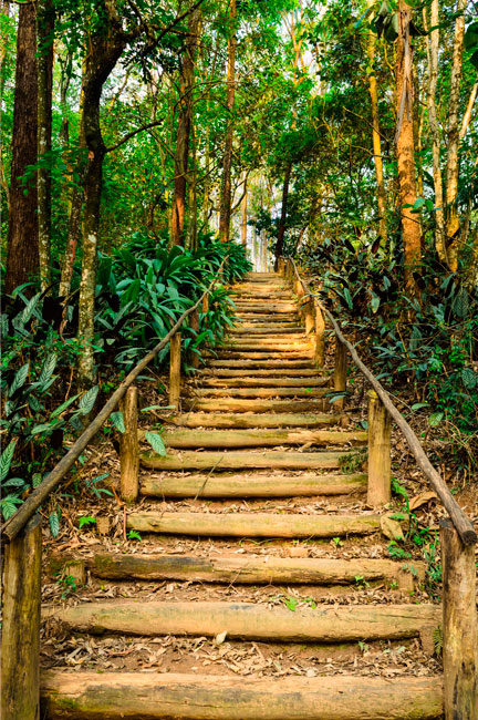 Vinilos puertas escalera en el bosque