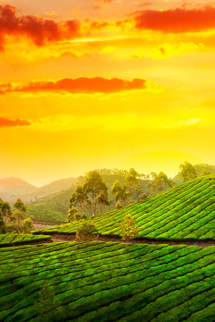 Vinilos puertas atardecer en el campo de india