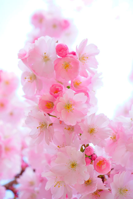 Vinilos decorativos puertas flor de cerezo japonés