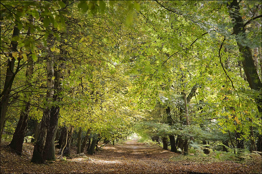 Fotomural Camino Bosque