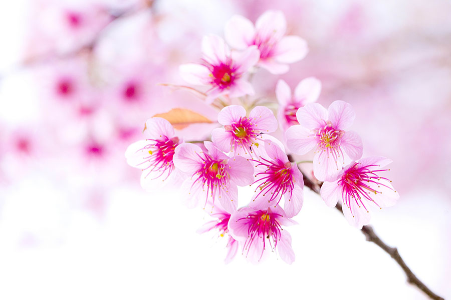 Fotomural Flores