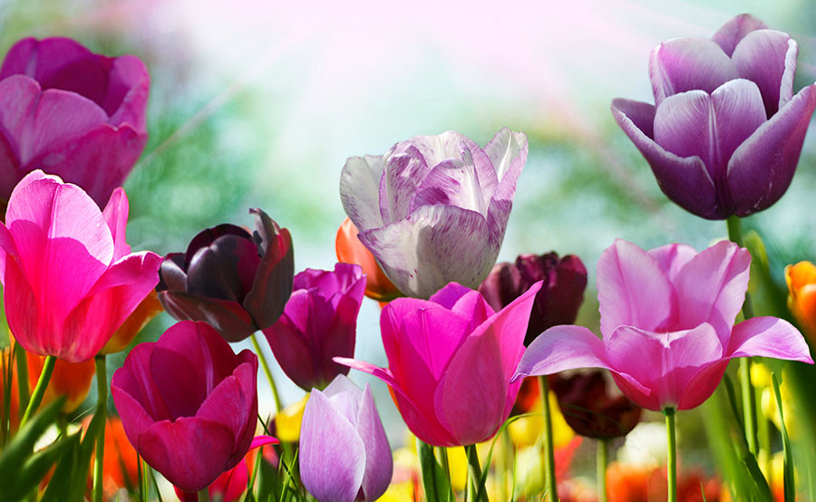Fotomural Tulipanes