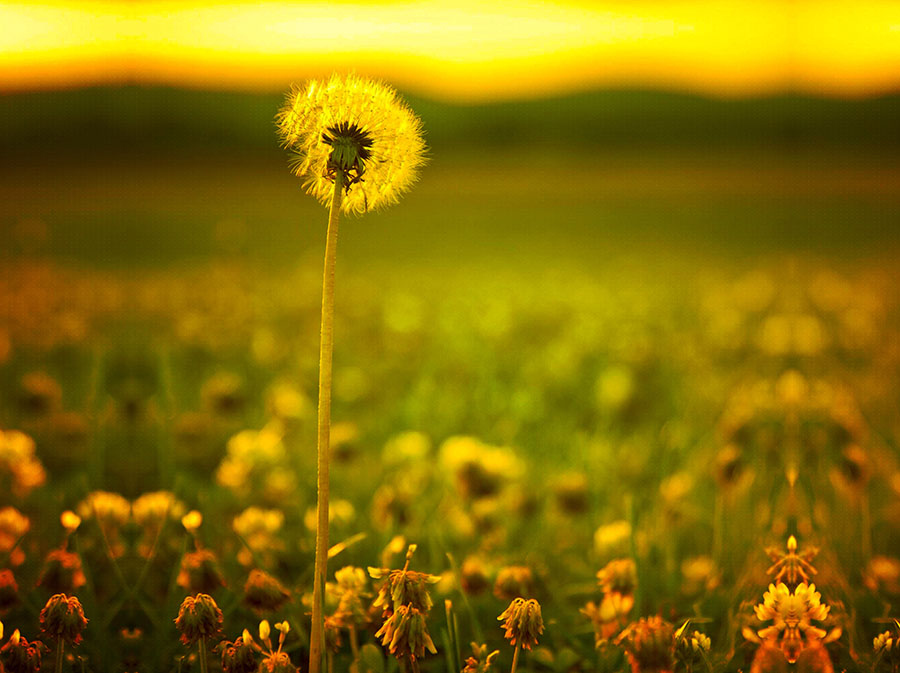 Fotomural Diente de león