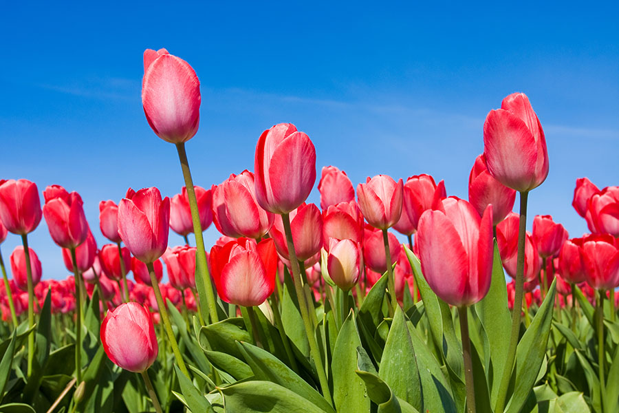 Fotomural Tulipanes 2