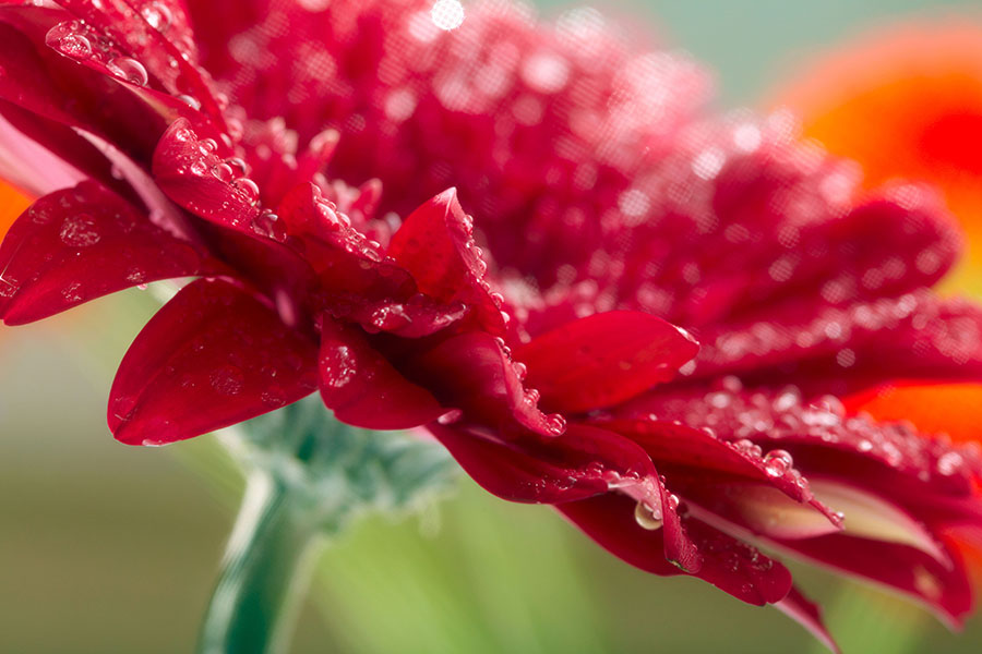 Fotomural Gerbera