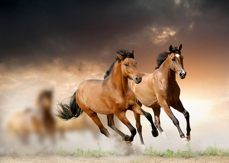 Fotomural Caballos