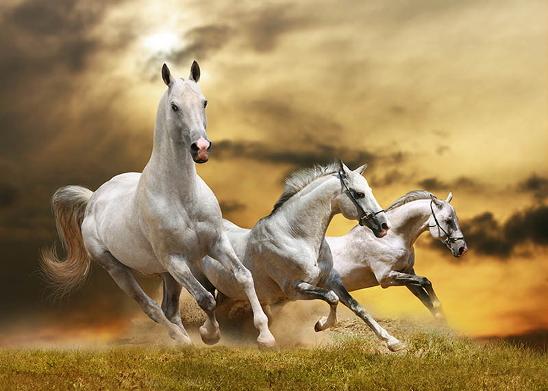 Fotomural Caballos blancos