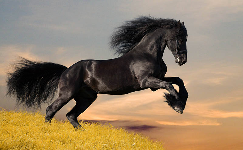 Fotomural Caballo negro