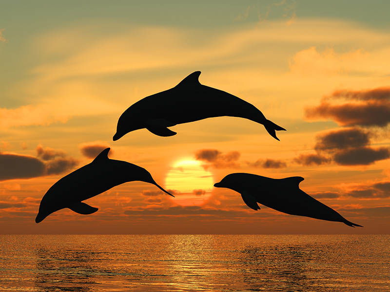 Fotomural Delfines
