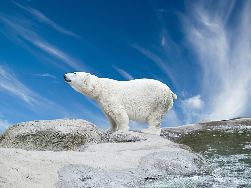 Fotomural Oso polar
