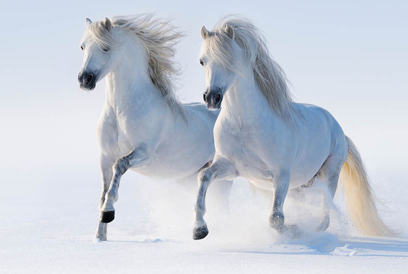 Fotomural Caballos blancos 2