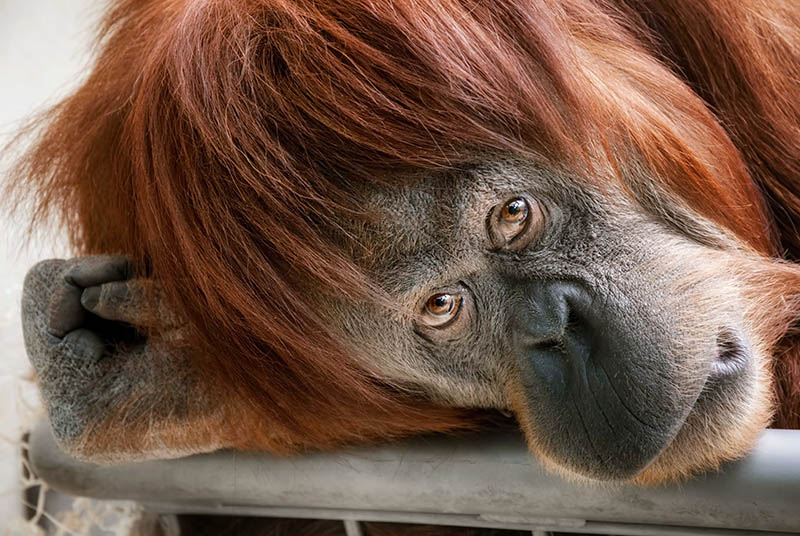 Fotomural Orangután