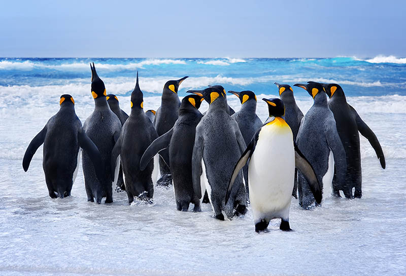 Fotomural Pingüinos