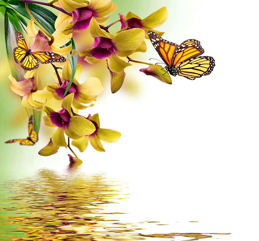 Fotomural Flores y mariposas