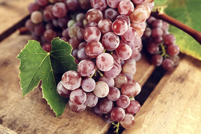 Fotomural Uvas