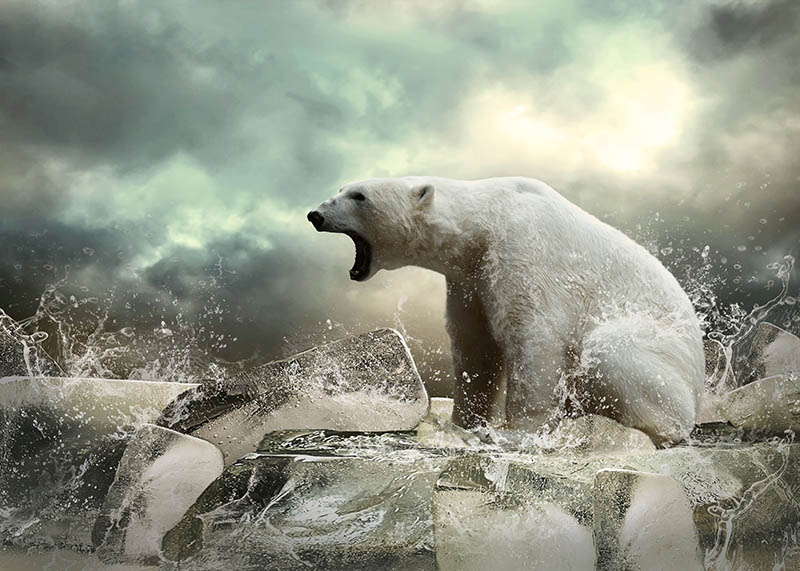 Fotomural Oso polar 2
