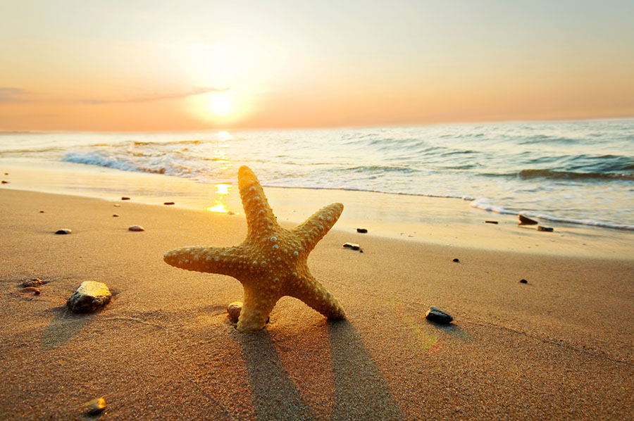 Fotomural Estrella de Mar