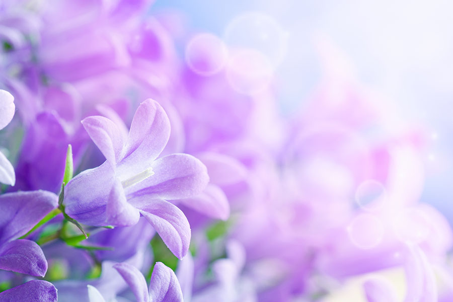 Fotomural Flores Lilas 2