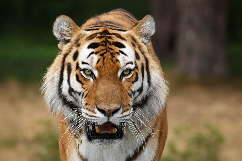 Fotomural Tigre