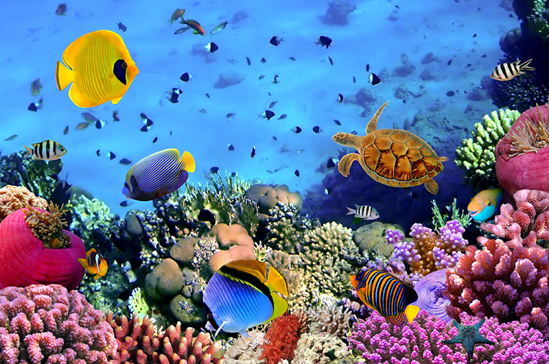 Fotomural Peces Varios