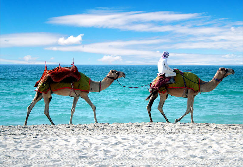 Fotomural Camellos