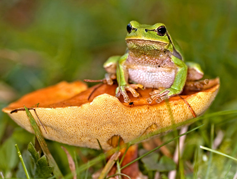 Fotomural Rana
