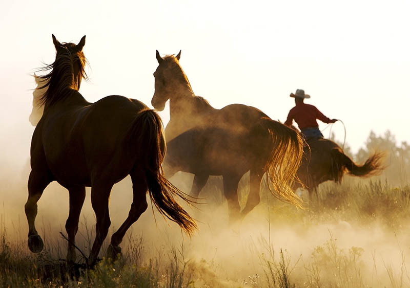 Fotomural Caballos Corriendo