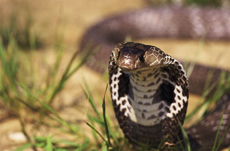 Fotomural Cobra
