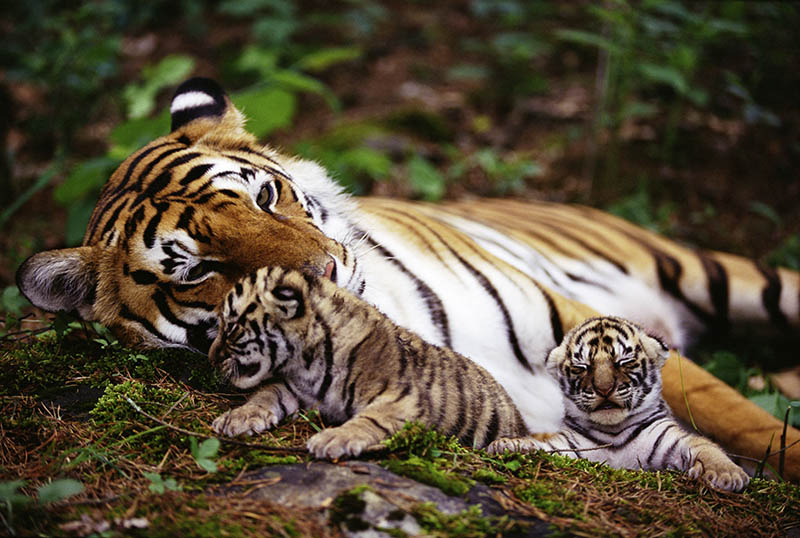 Fotomural Tigre con Crias