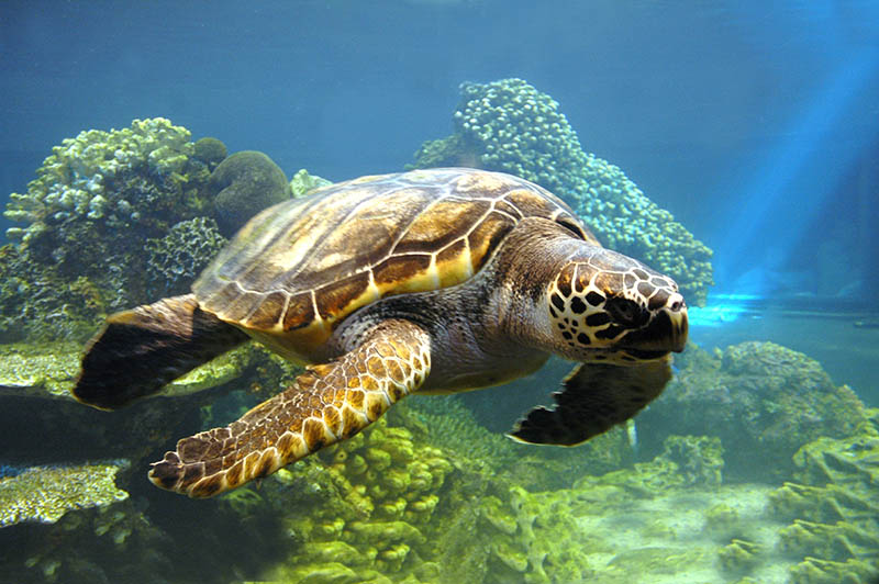 Fotomural Tortuga de Mar