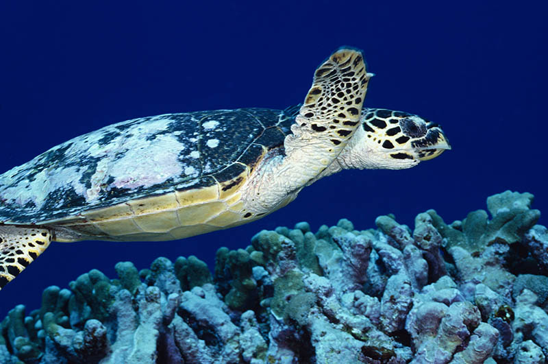Fotomural Tortuga de Mar Azul