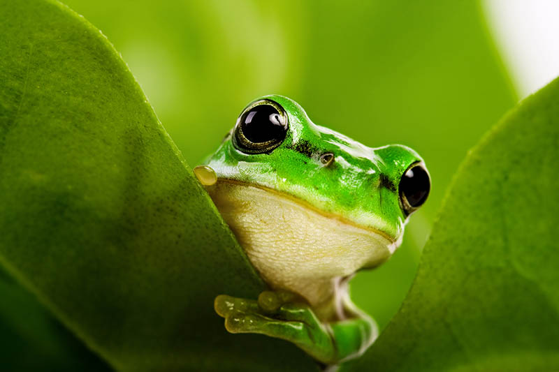 Fotomural Rana verde