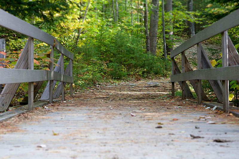 Fotomural Puente en el bosque