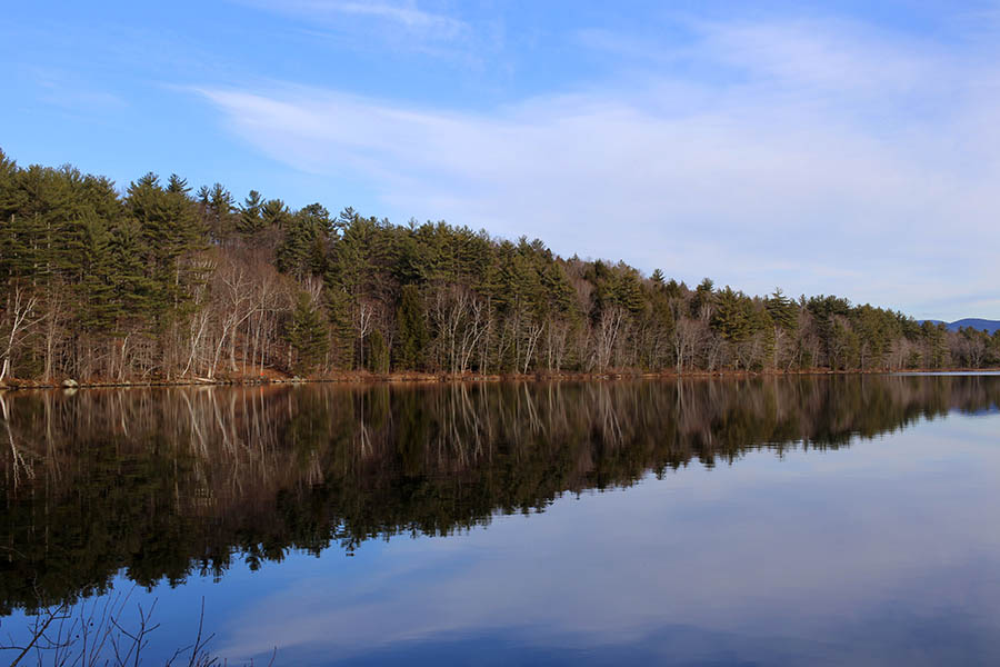 Fotomural Bosque reflejado
