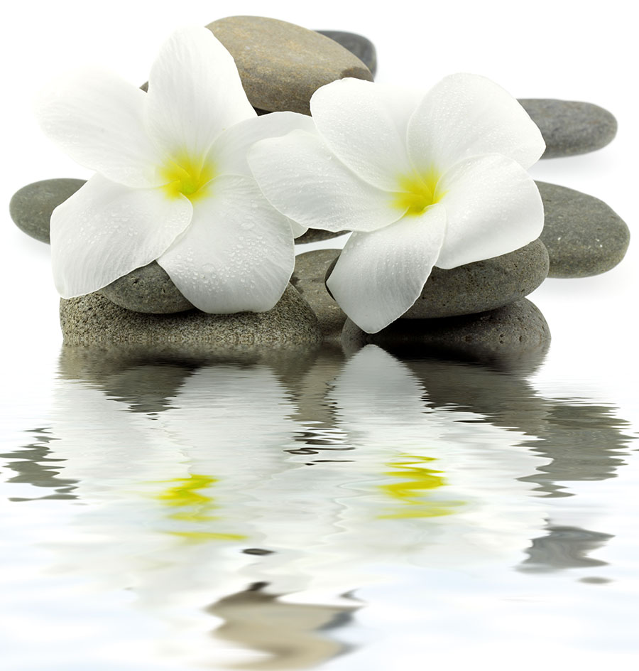 Fotomural Flores y piedras