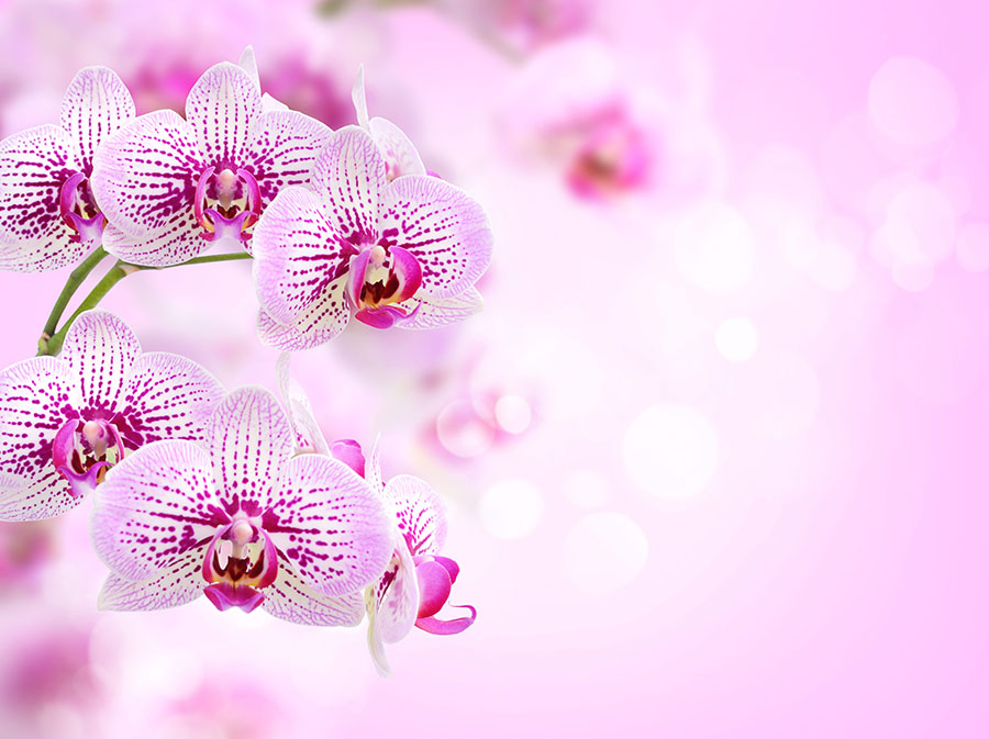 Fotomural Orquídeas