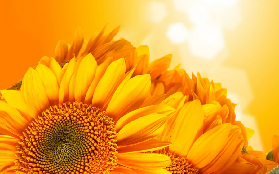 Fotomural Girasoles