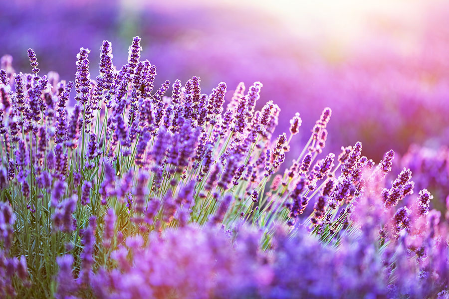 Fotomural Lavanda al atardecer