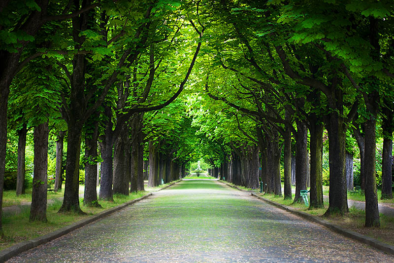 Fotomural Camino entre árboles